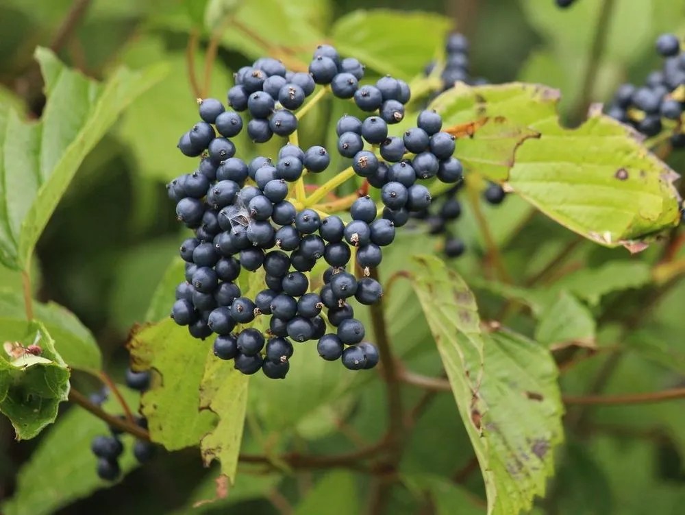 Southern Arrowwood Plant Care & Growing Basics Water, Light, Soil