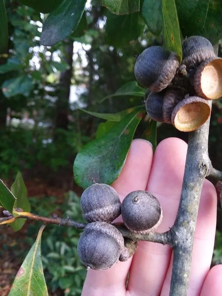 Water Oak Plant Care & Growing Basics Water, Light, Soil, Propagation