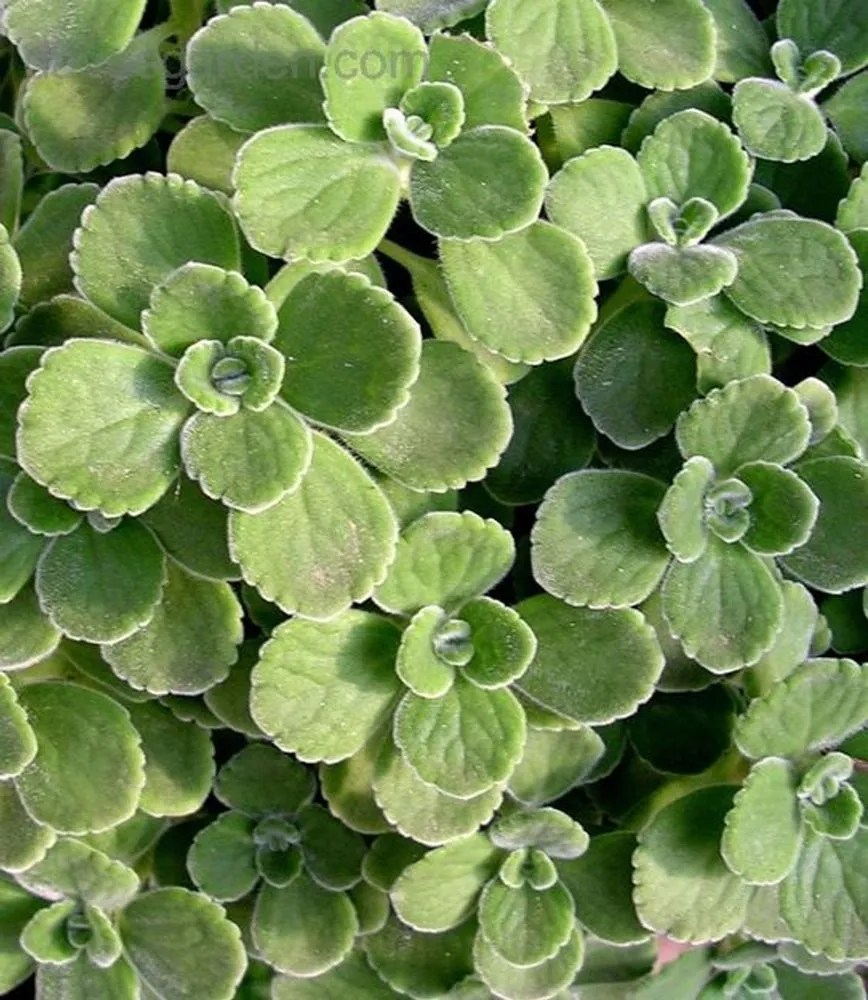 Plectranthus Cerveza 'n Lime Plant Care & Growing Basics Water, Light