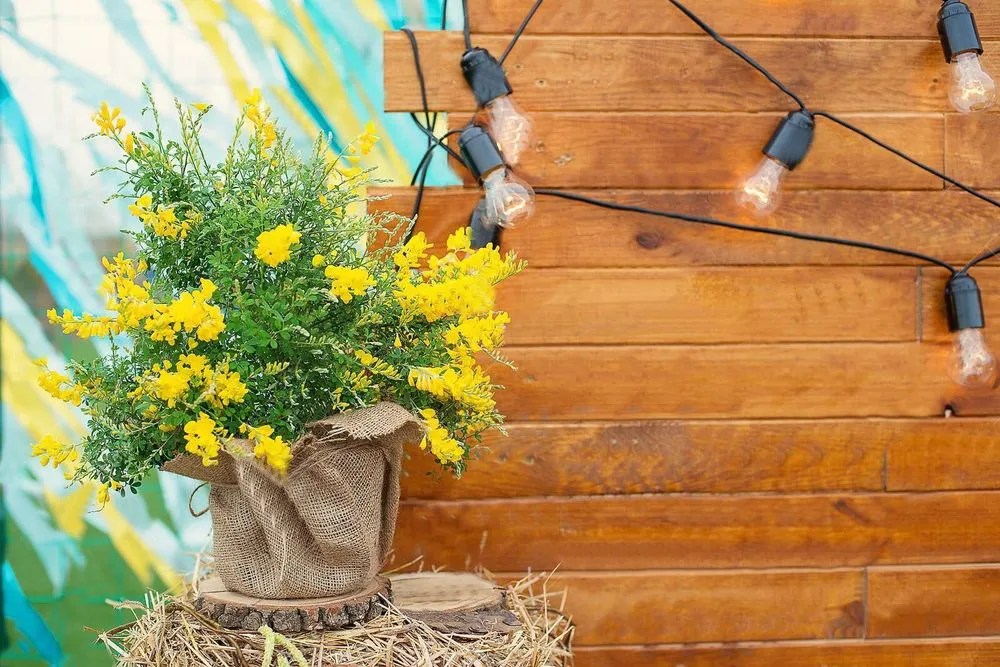 Brooms Plant Care & Growing Basics Water, Light, Soil, Propagation etc. PlantIn