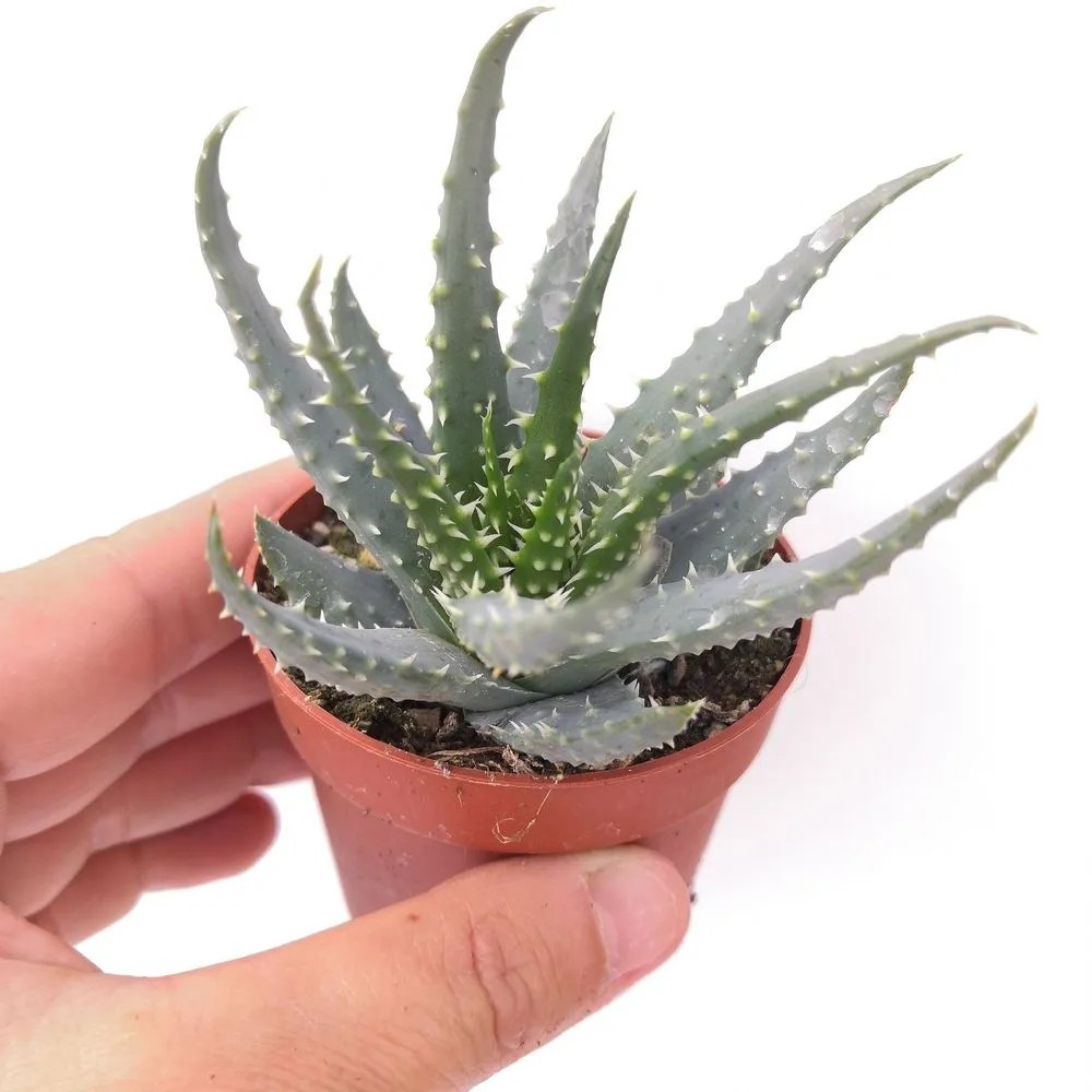 Hedgehog aloe Plant Care & Growing Basics Water, Light, Soil