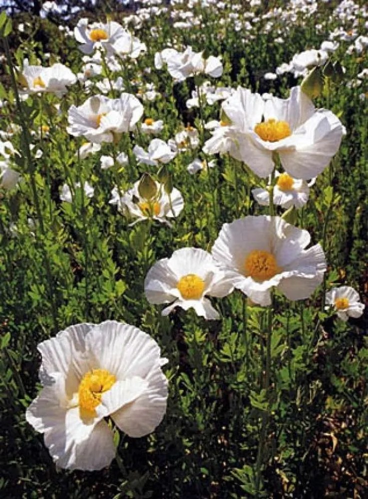 Matilija Poppy Plant Care & Growing Basics Water, Light, Soil