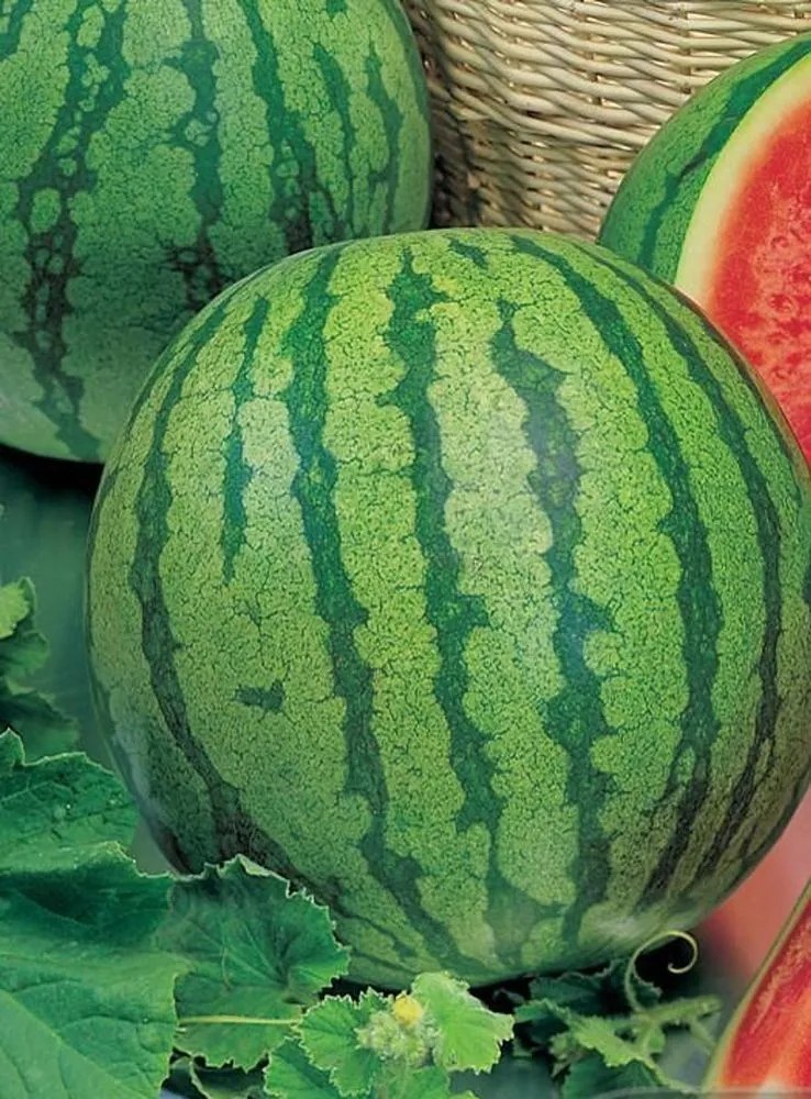 Watermelon 'Crimson Sweet' Plant Care & Growing Basics Water, Light