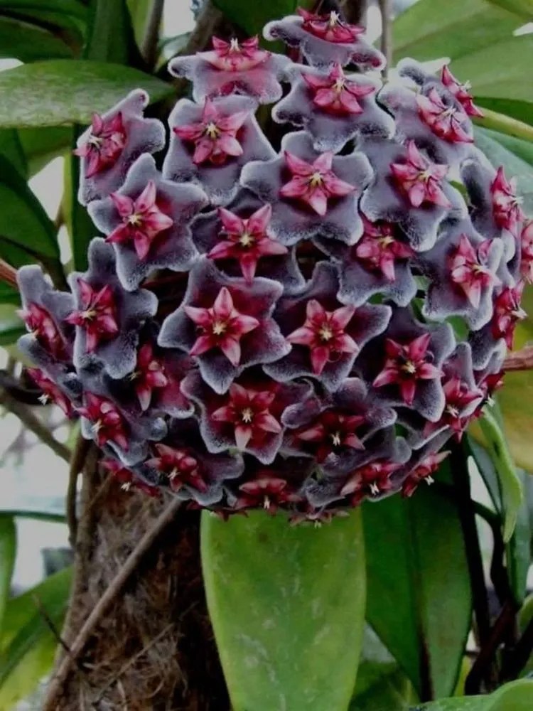 Hoya Pubicalyx Plant Care & Growing Basics Water, Light, Soil