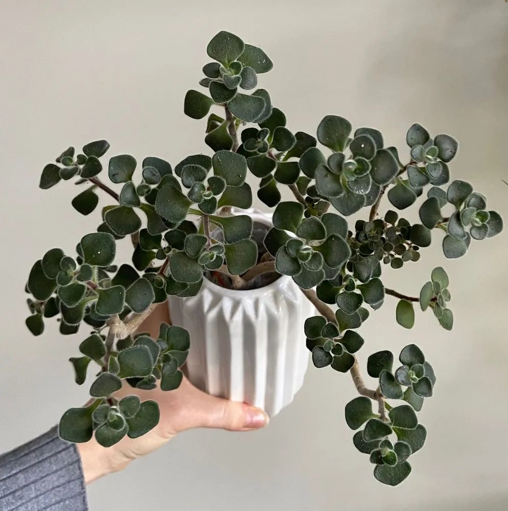 Tree Of Love Plant Care & Growing Basics Water, Light, Soil