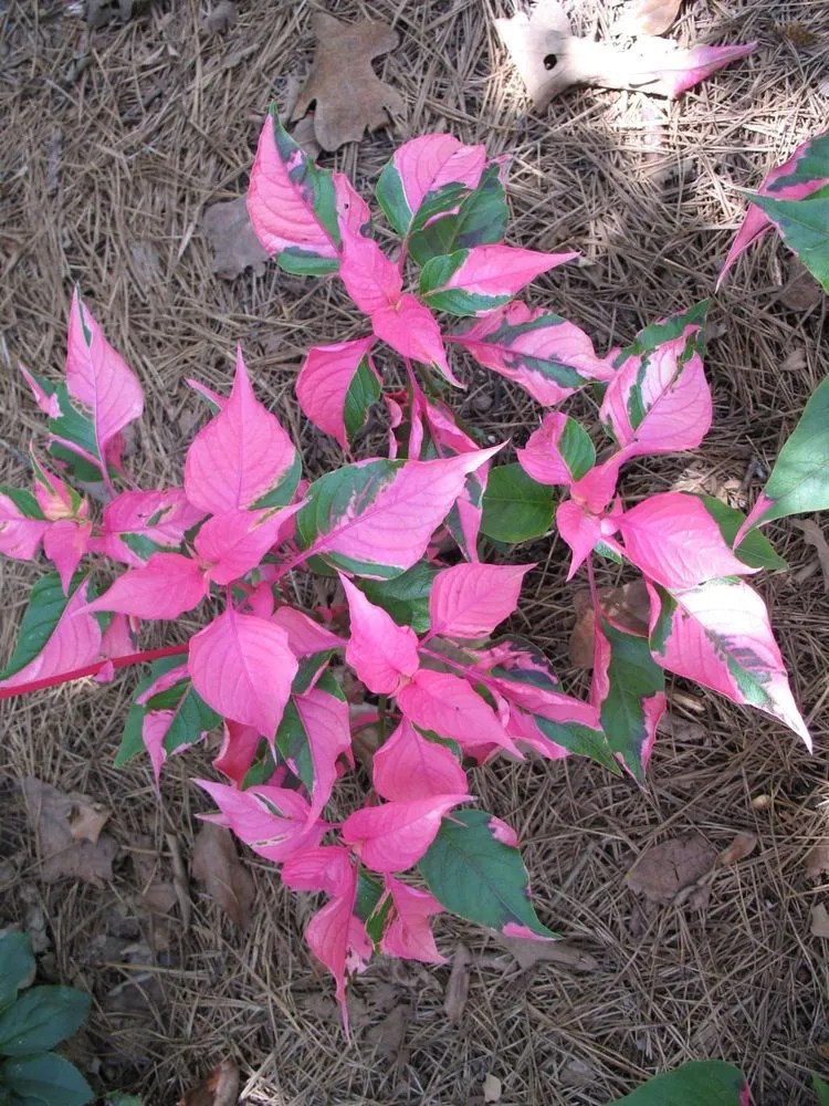 Alternanthera Ficoidea 'party Time' Plant Care & Growing Basics Water