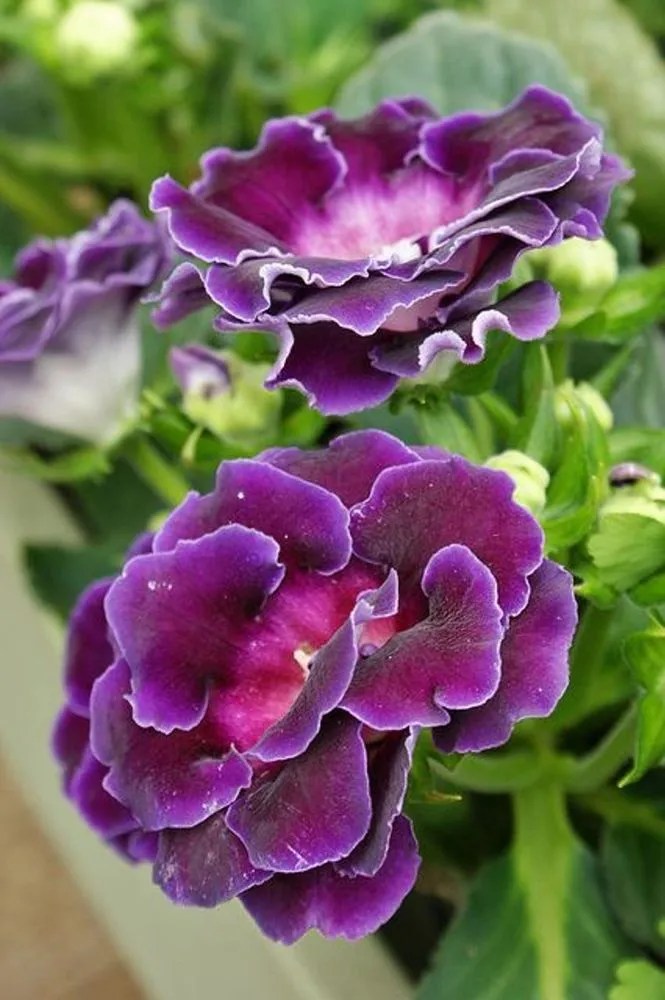Gloxinia sonata Plant Care & Growing Basics Water, Light, Soil