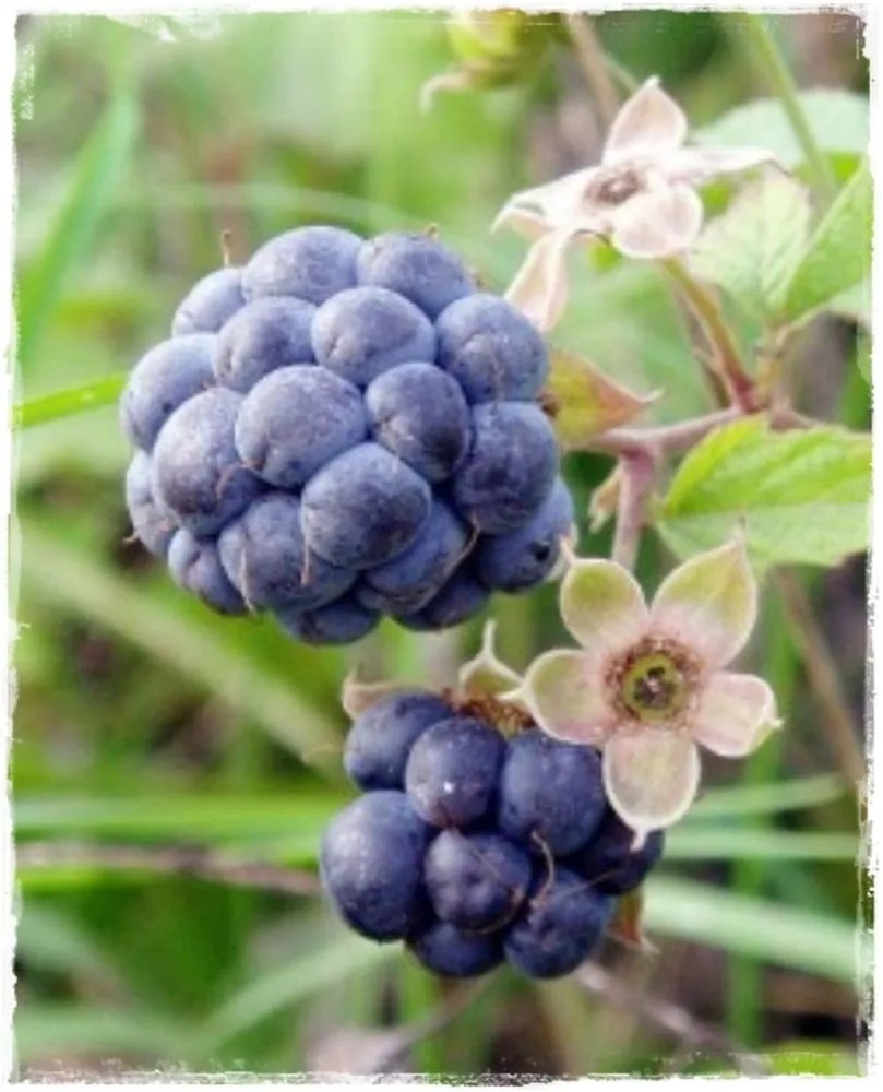 European Dewberry Plant Care & Growing Basics Water, Light, Soil