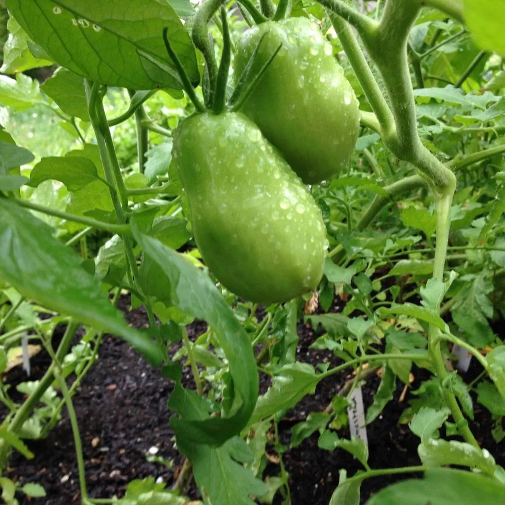 Purple Russian Tomato Plant Care & Growing Basics Water, Light, Soil