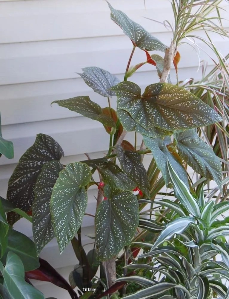 Begonia Corallina Plant Care & Growing Basics Water, Light, Soil