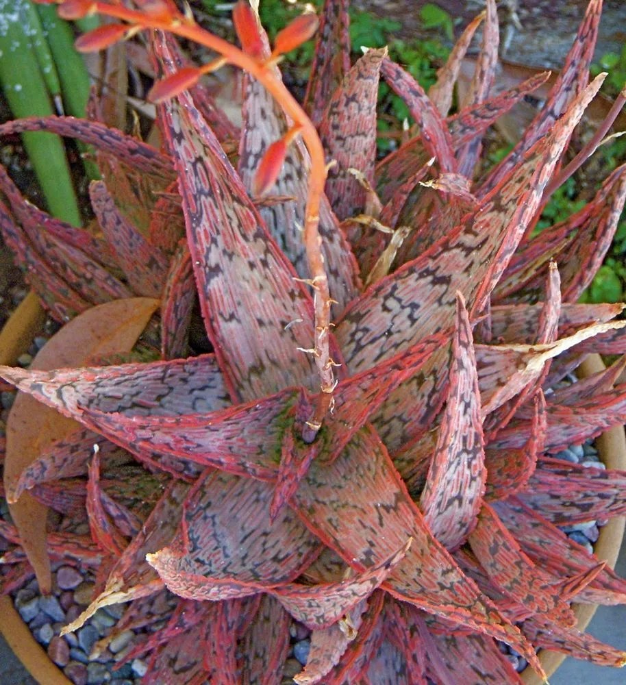 Pink Blush Aloe Plant Care & Growing Basics Water, Light, Soil