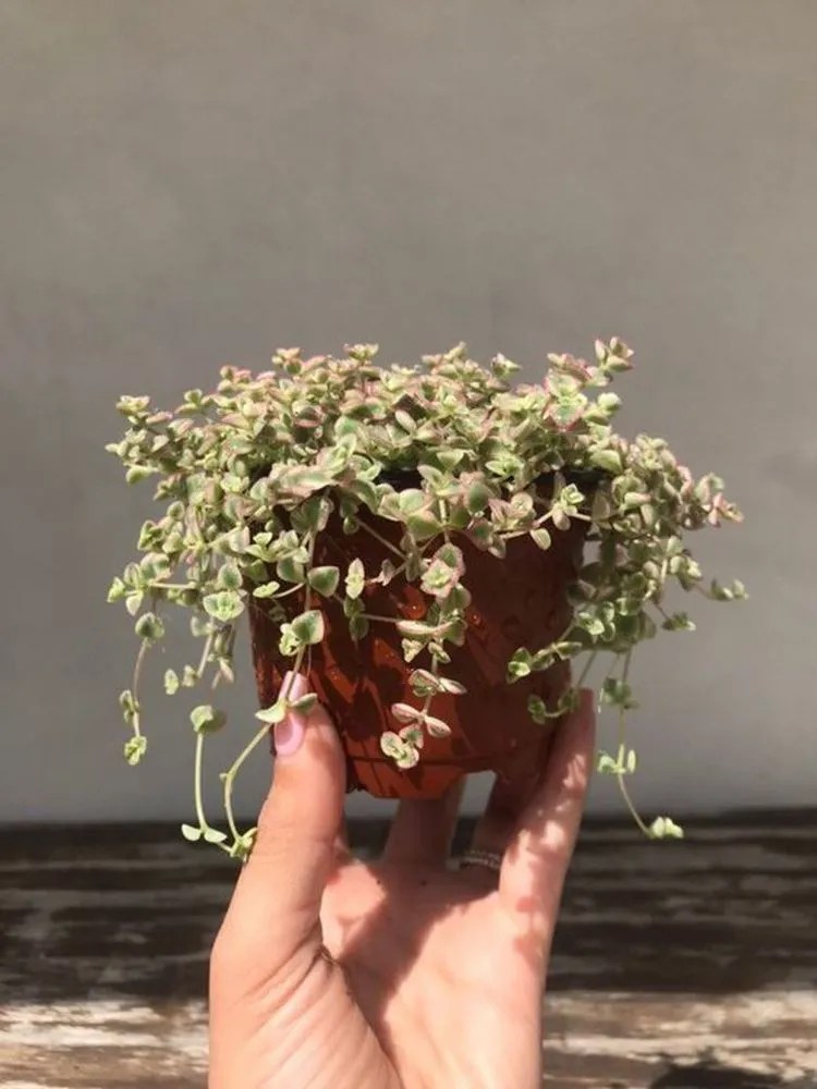 Sedum Little Missy Plant Care & Growing Basics Water, Light, Soil