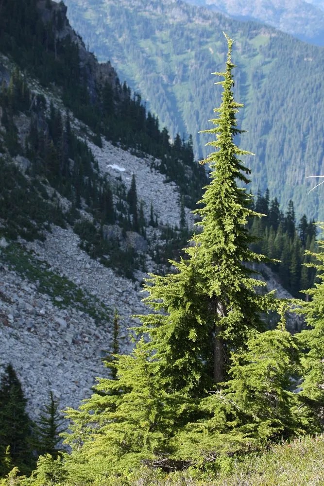 Mountain Hemlock Plant Care & Growing Basics Water, Light, Soil
