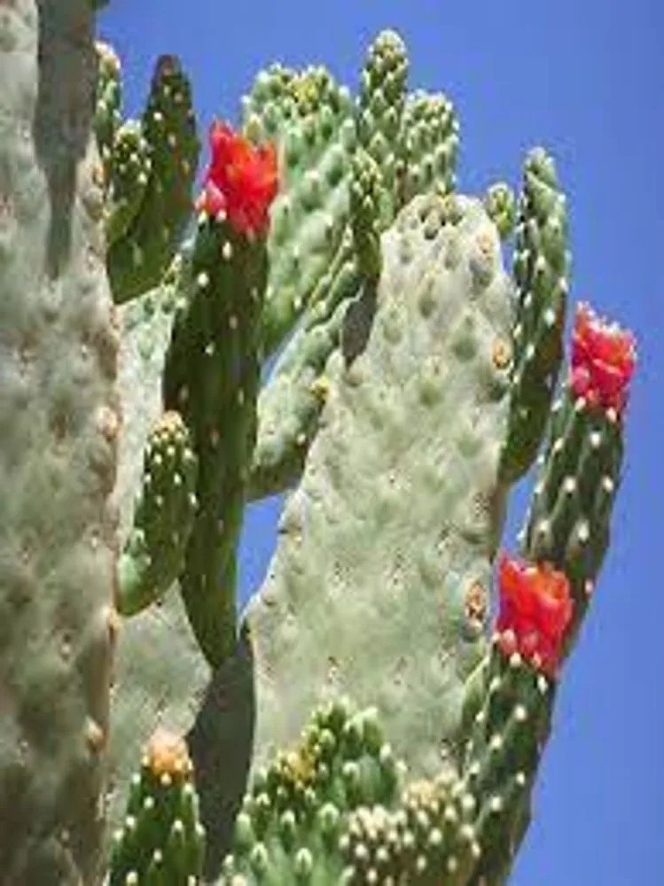 Opuntia Rubescens “road Kill Cactus” Plant Care & Growing Basics Water