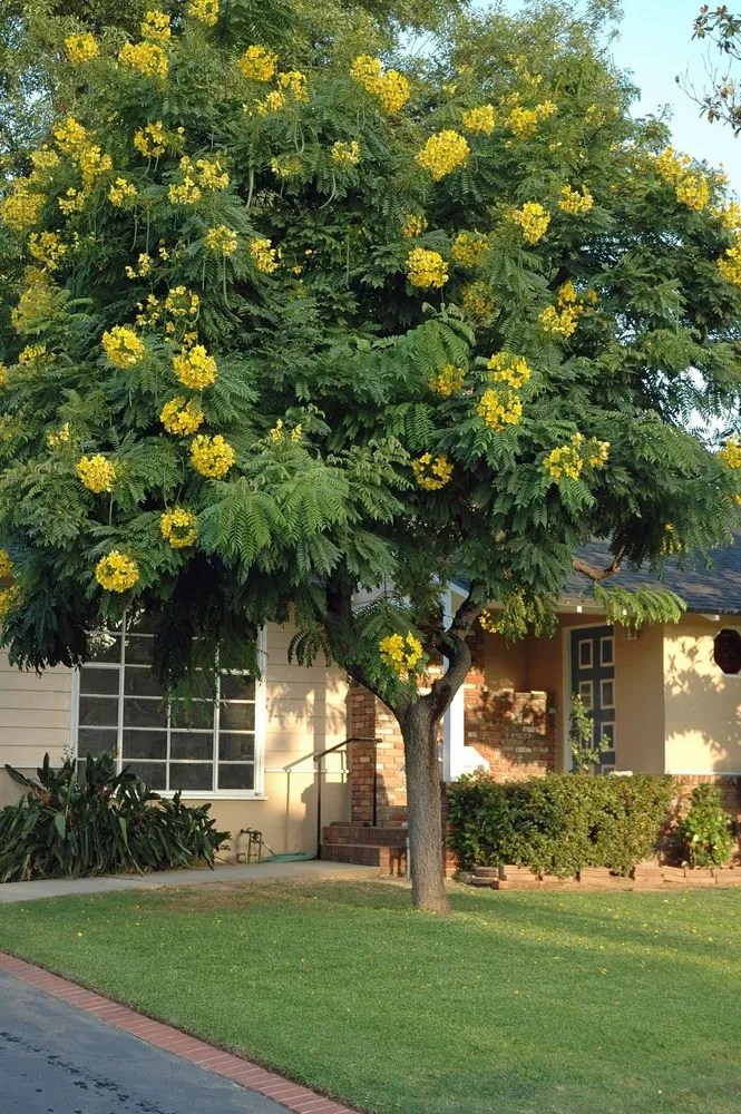 Gold Medallion Tree Plant Care & Growing Basics Water, Light, Soil, Propagation etc. PlantIn