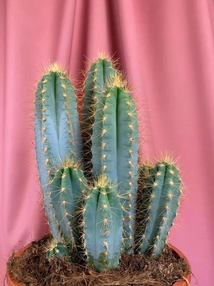 Blue torch cactus Plant Care & Growing Basics Water, Light, Soil