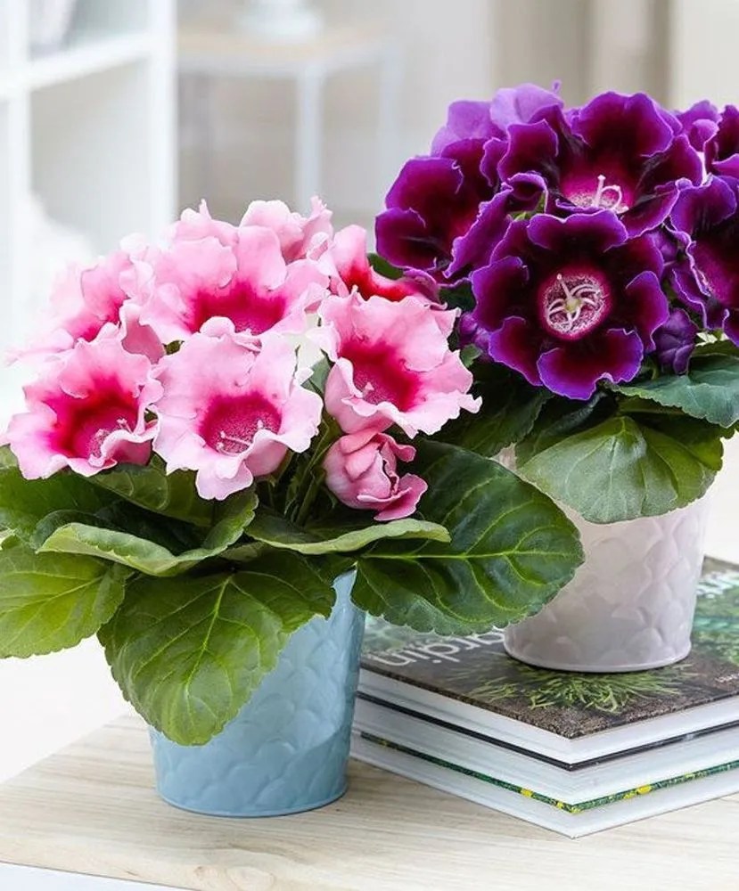 Gloxinia sonata Plant Care & Growing Basics Water, Light, Soil