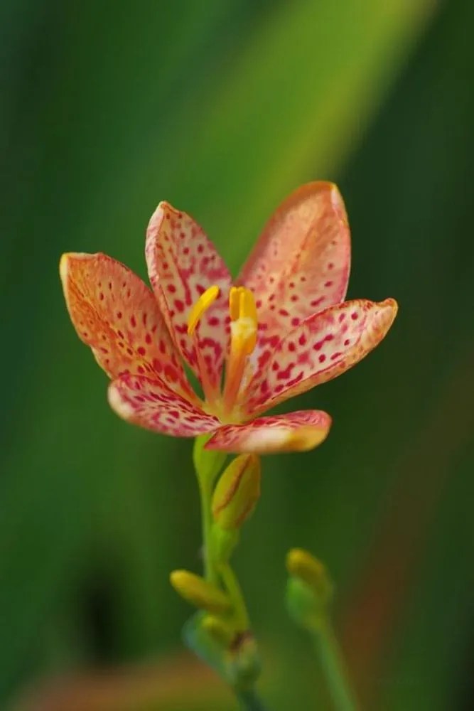 Leopard Lily Plant Care & Growing Basics Water, Light, Soil
