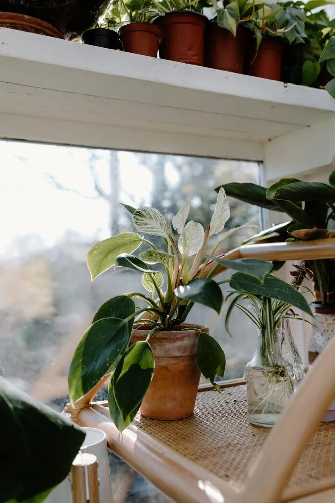 Philodendron Birkin ('White Measure') Plant Care & Growing Basics
