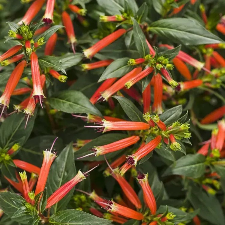 Large Firecracker Plant Plant Care & Growing Basics Water, Light, Soil