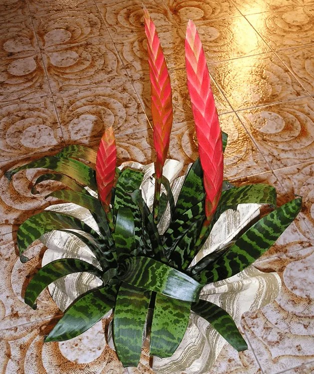 Flaming Sword Plant Care & Growing Basics Water, Light, Soil