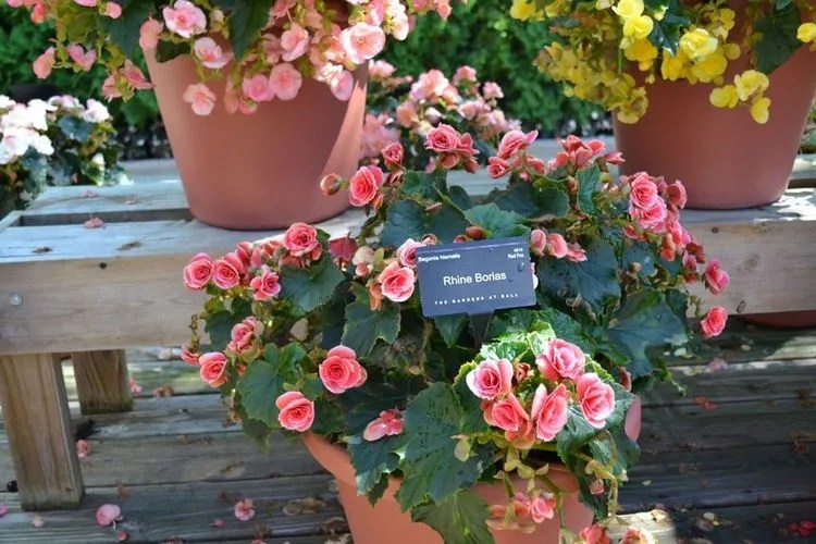 Rieger Begonia Plant Care & Growing Basics Water, Light, Soil