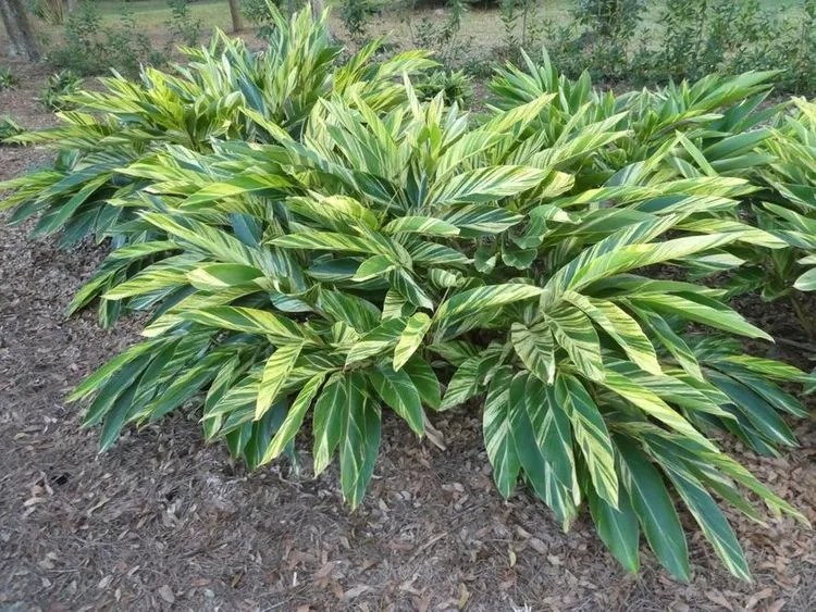 Shell ginger Plant Care & Growing Basics Water, Light, Soil, Propagation etc. PlantIn