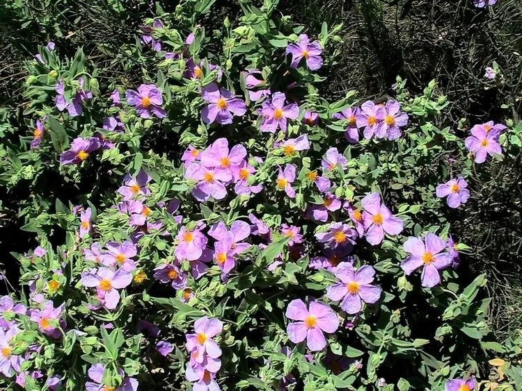 Whiteleaved Rock Rose Plant Care & Growing Basics Water, Light, Soil