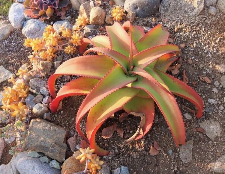 Aloe Vanbalenii Plant Care & Growing Basics Water, Light, Soil