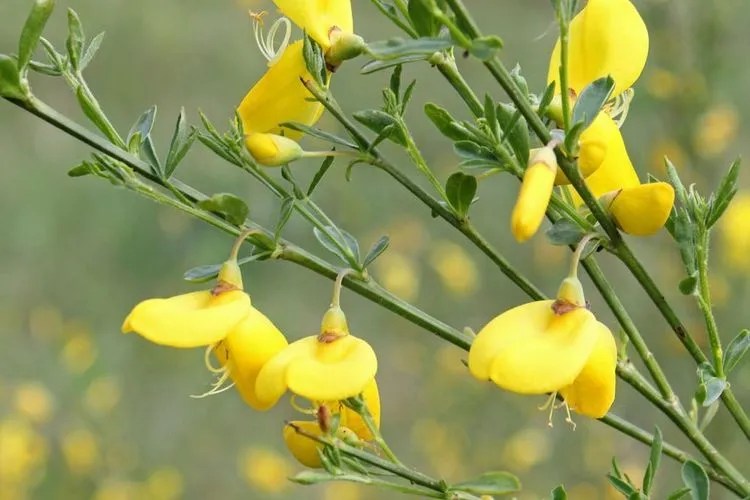 European Broom Plant Care & Growing Basics Water, Light, Soil, Propagation etc. PlantIn