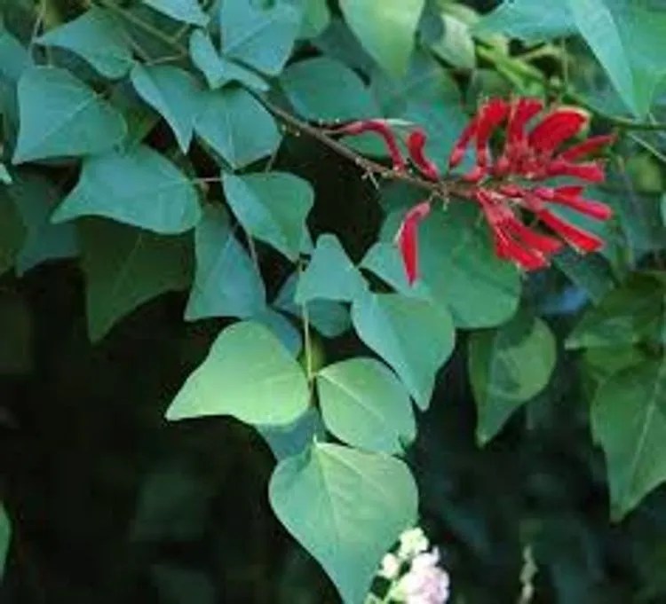 Erythrina Herbacea Plant Care & Growing Basics Water, Light, Soil