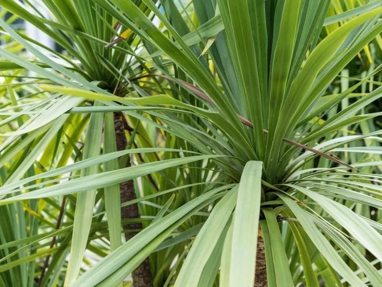 Dracaena Spikes Plant Care & Growing Basics Water, Light, Soil