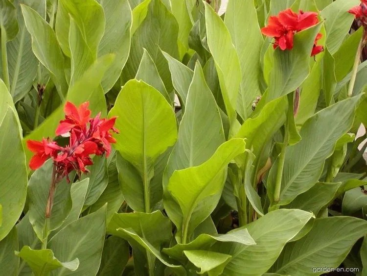 Indian Shot Plant Care & Growing Basics Water, Light, Soil