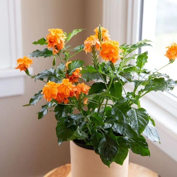 Firecracker Flower Plant Care & Growing Basics Water, Light, Soil