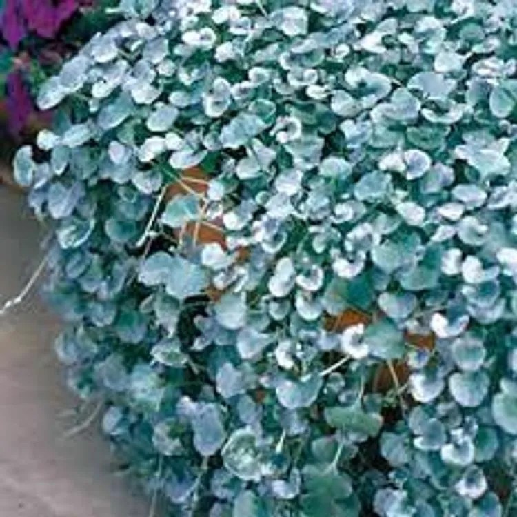 Dichondra Silver Falls Plant Care & Growing Basics Water, Light, Soil