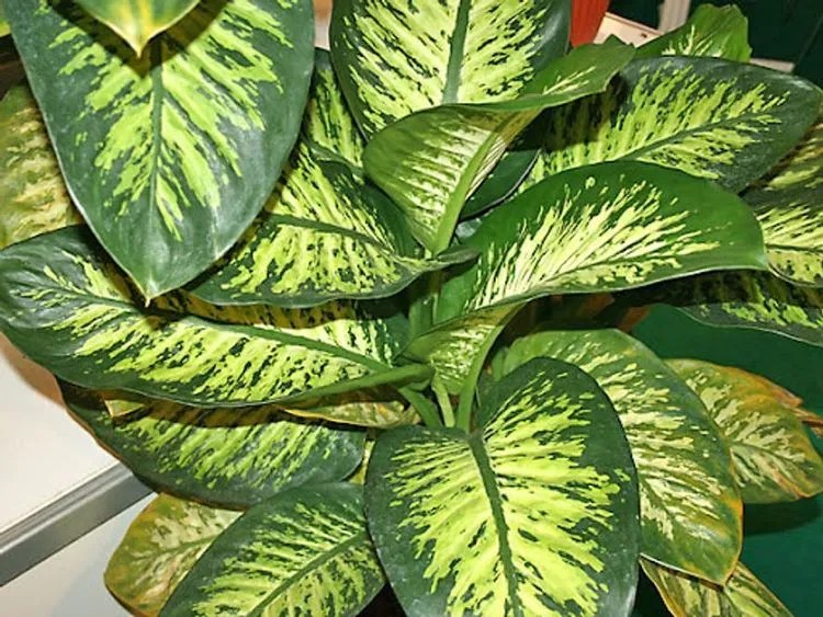 Dieffenbachia tropic snow Plant Care & Growing Basics Water, Light