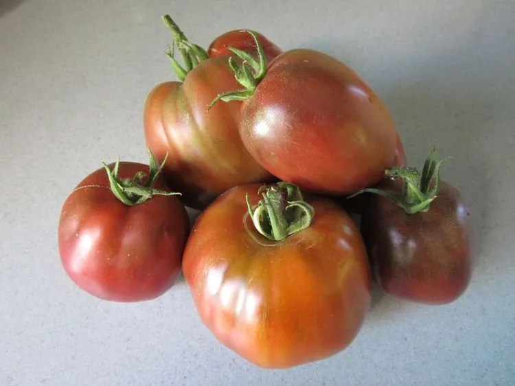 Purple Russian Tomato Plant Care & Growing Basics Water, Light, Soil
