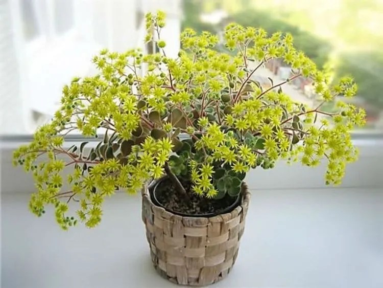 Tree Of Love Plant Care & Growing Basics Water, Light, Soil