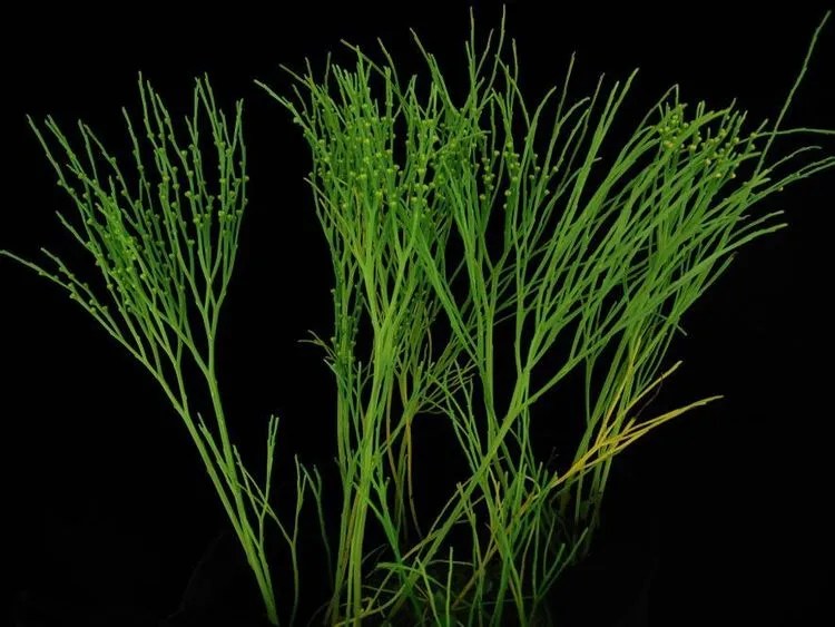 Whisk Fern Plant Care & Growing Basics Water, Light, Soil, Propagation