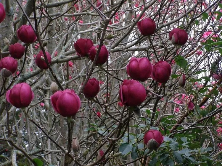 Black Tulip Magnolia Plant Care & Growing Basics Water, Light, Soil