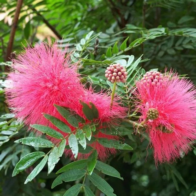 Australian Pink Pompom Plant Care & Growing Basics Water, Light, Soil