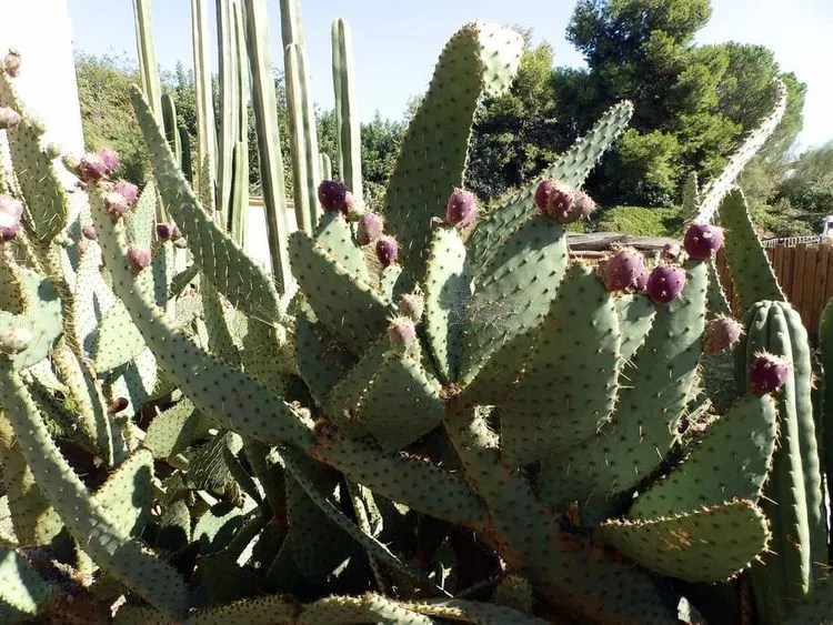 Cow Tongue Cactus Plant Care & Growing Basics Water, Light, Soil