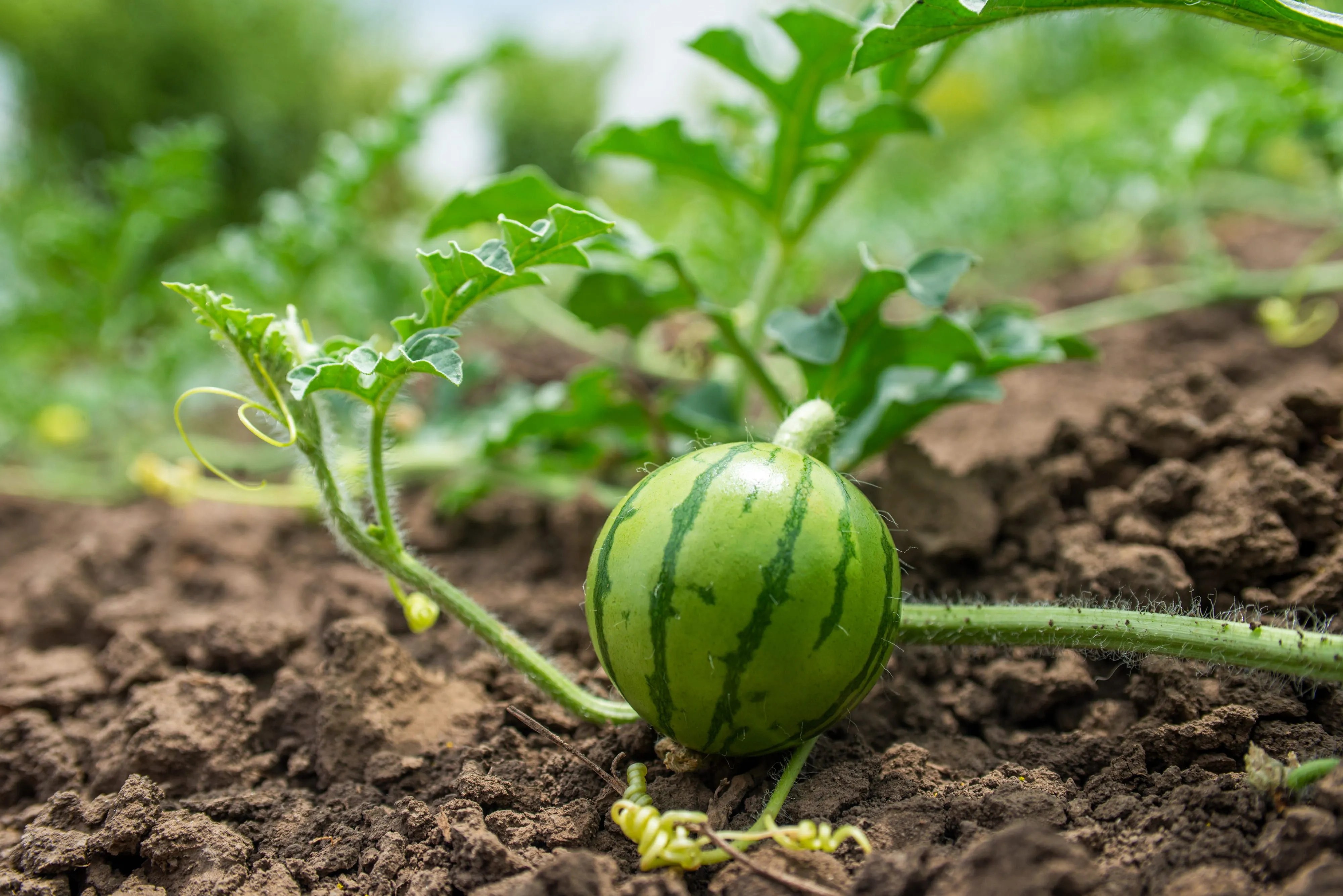 Watermelon Plant Stages