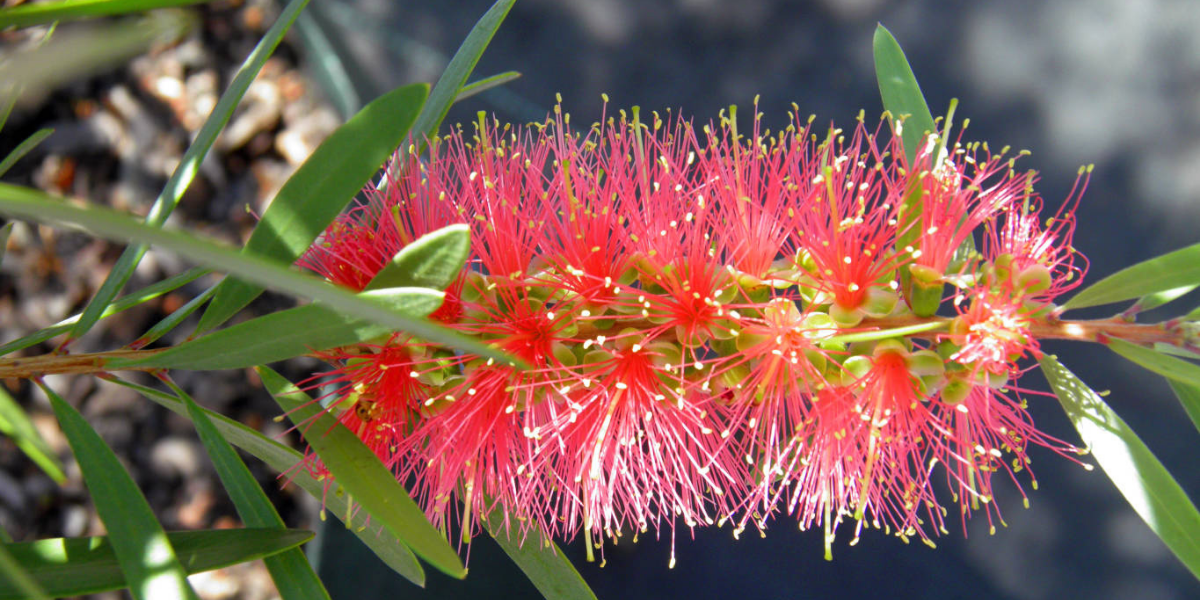 Brisbane City Council Free Native Plants Program Stratacare Australia