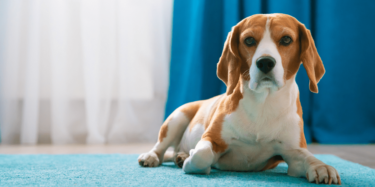 Pets in Strata Why You Need Better ByLaws Not Blanket Bans