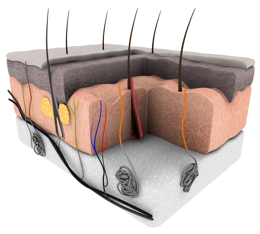 The skin structure is not only a pile of layers