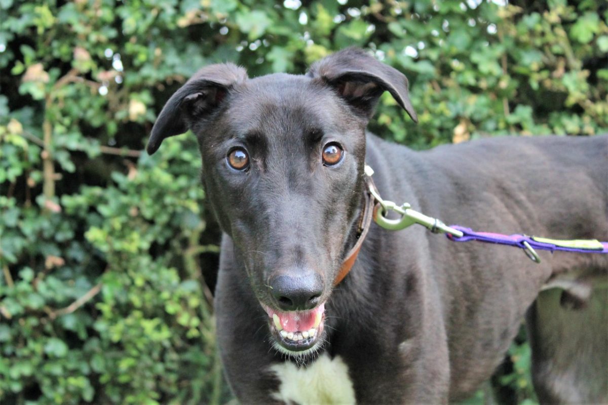 Rescued greyhound hoping to find his perfect match this
