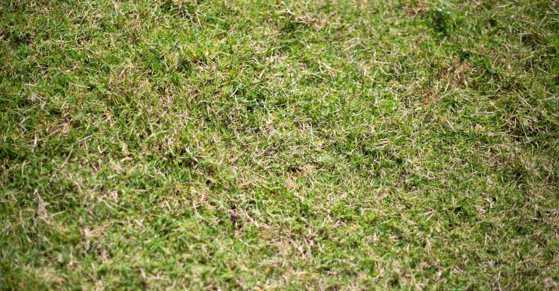 How to Repair Your Lawn After Heavy Rain in Australia