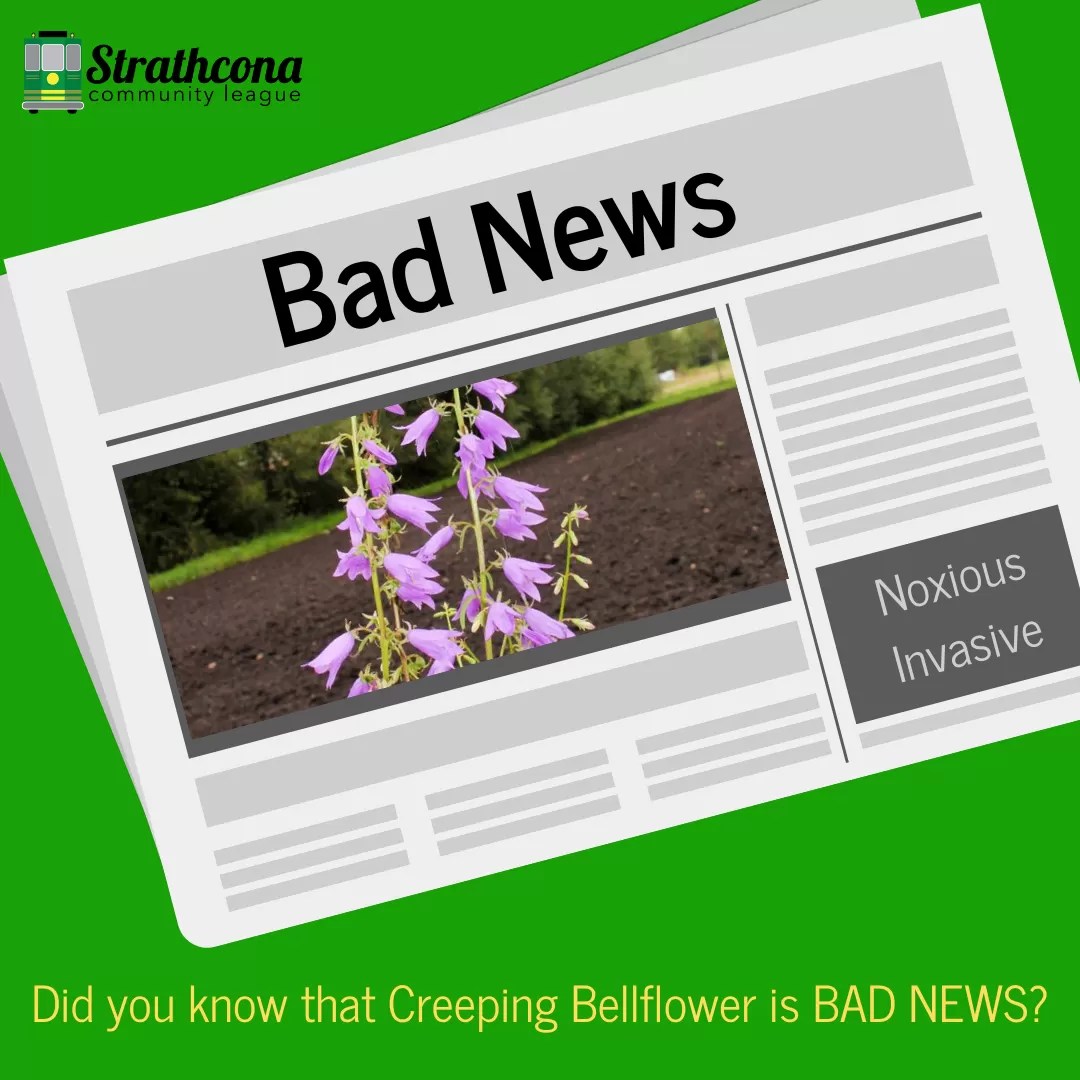 Creeping Bellflower is Bad News Strathcona Community League