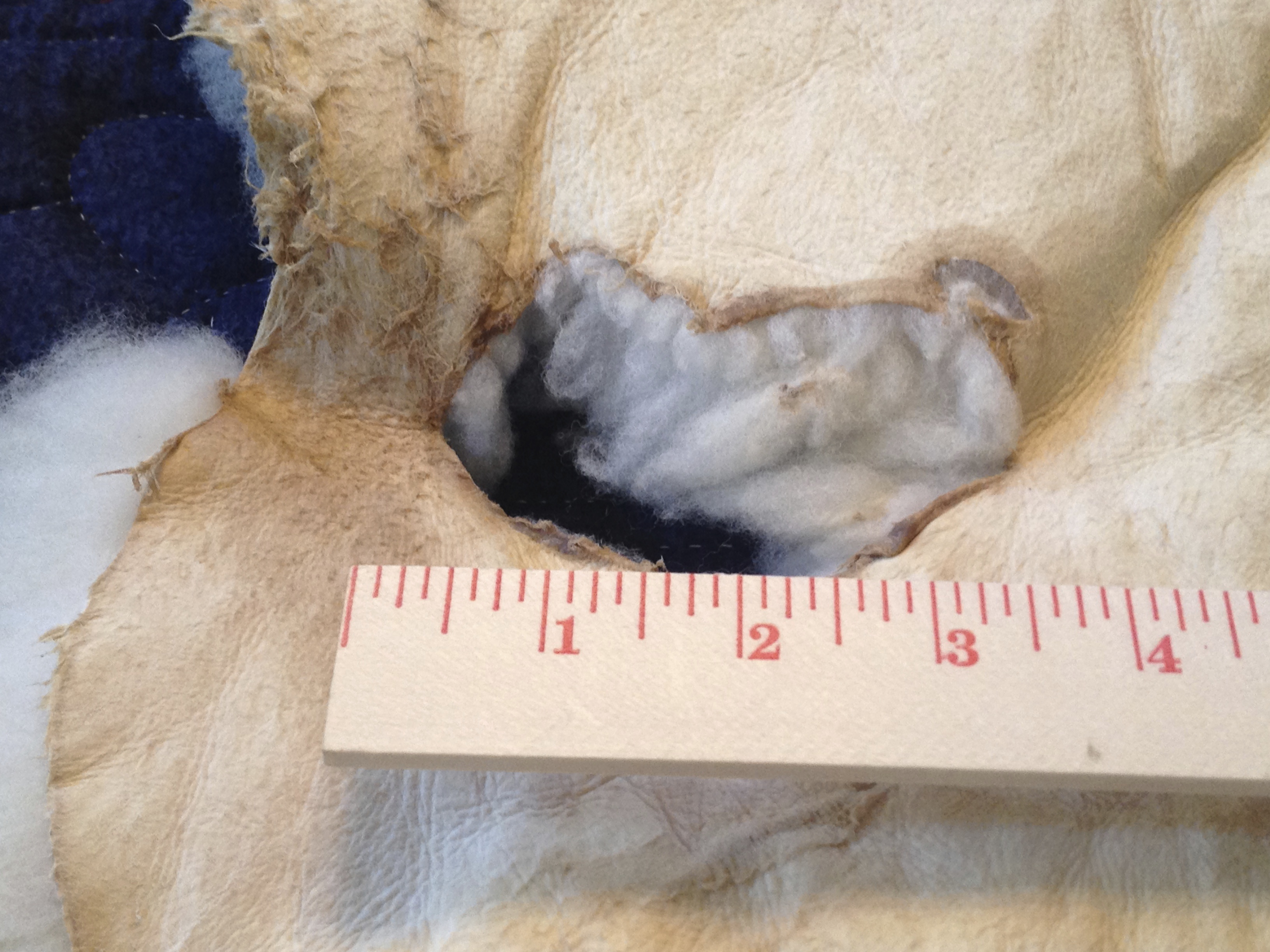 Photos of Sheepskins (Items 1 17) Stratton Hall 1794